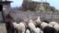 Armenia -- A flock of sheep on a farm in Zvartnots village, January 27, 2010.