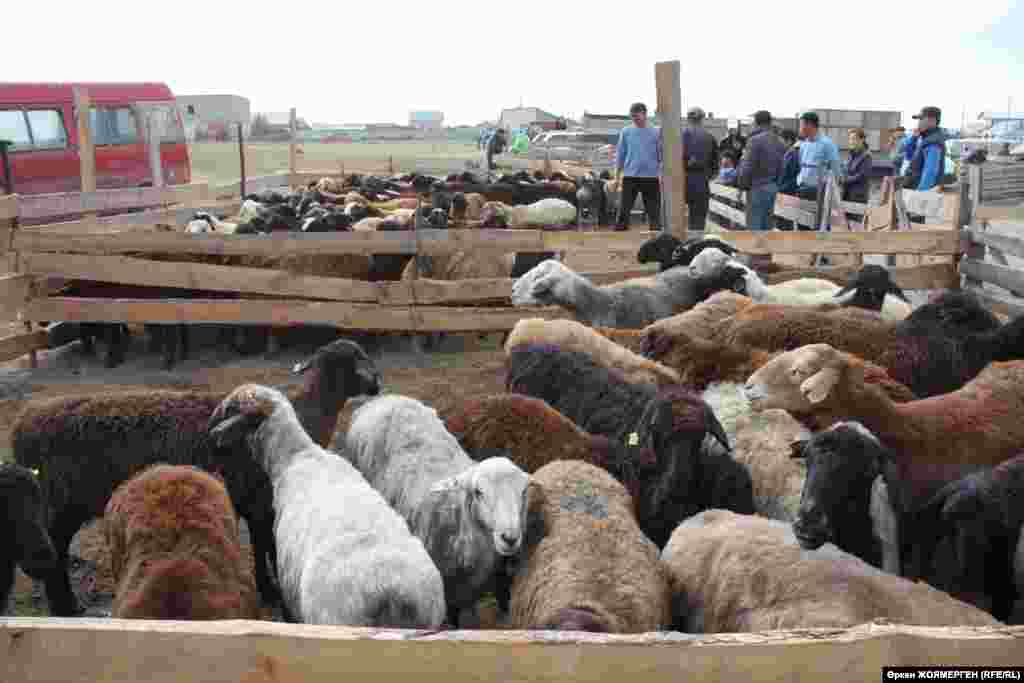 Sheep are corralled before the ritual slaughter in Astana, Kazakhstan.