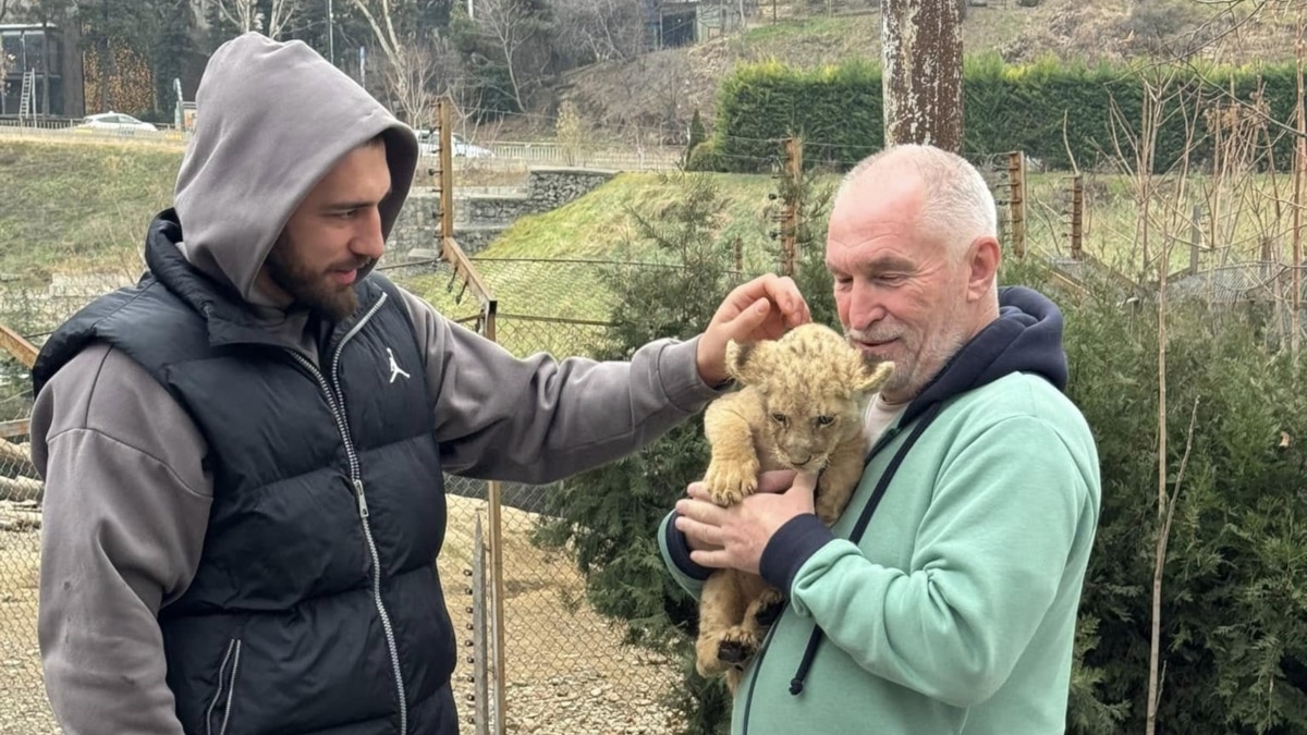 კვლავ უცნობია, დაეკისრა თუ არა ბექაურს პასუხისმგებლობა ლომის ბოკვრის ყოლისთვის - უკვე 3 თვე გადის