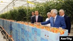 Prezident İlham Əliyev Azərsunun istixanasında, 2012