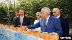 Azərbaycan - Prezident İlham Əliyev "Green Tech Ltd’s" kompleksinin fəaliyyəti ilə tanış olur. Ön planda Abdulbari Gözəl
