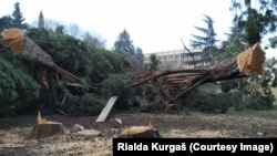 Posječena stabla čempresa u Baru