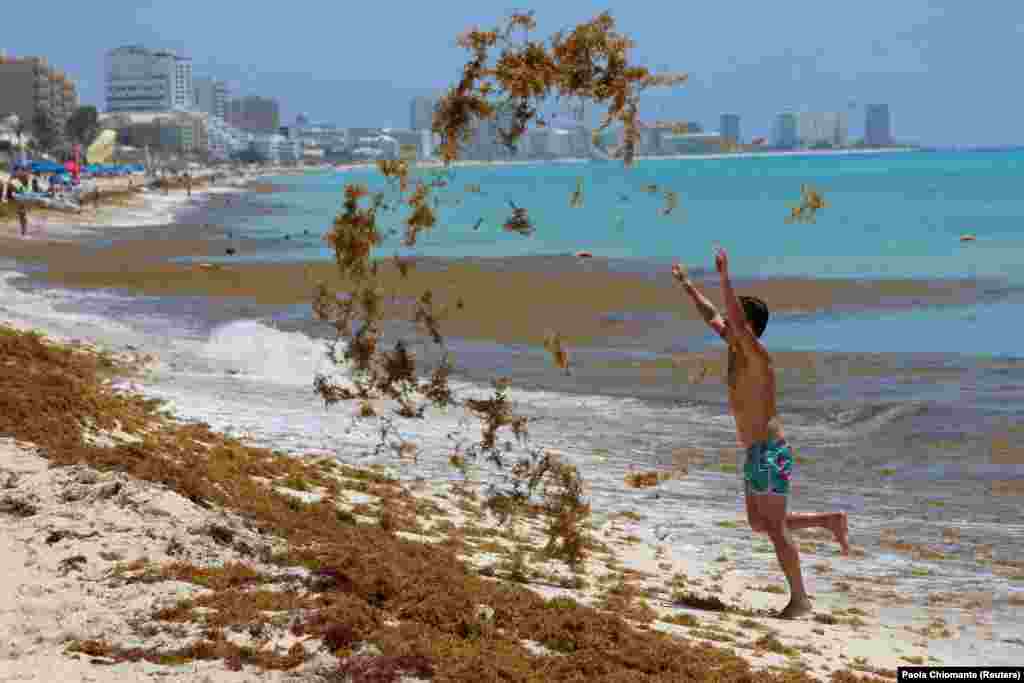 A Sargassum (golffű) táplálékként, búvóhelyként szolgálhat a tengeri élővilág számára, de csak ha nem ilyen nagy mértékben van jelen