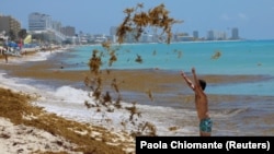 Egy turista a levegőbe dobja a sargassumot a mexikói Cancúnban, a Marlin Beachen 2021. május 30-án