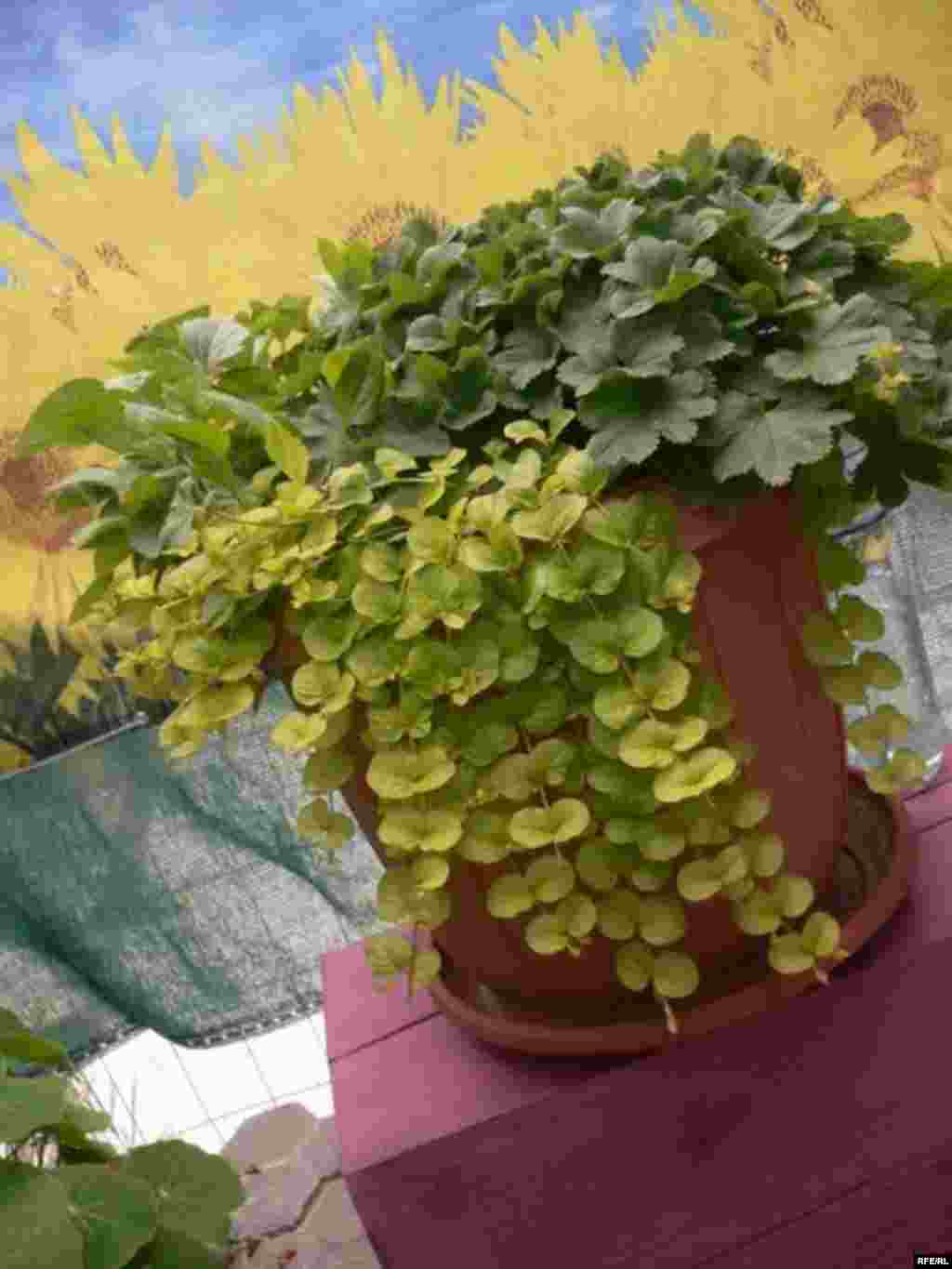 Барви літа (фото Зиновія Фриса) #31