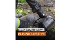 Пожарные спасли кота, пострадавшего при пожаре