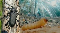 Токойду куураткан курттар