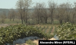 Teren nisipos cultivat cu căpșuni la ferma familiei Dinu, comuna Mîrșani, județul Dolj.
