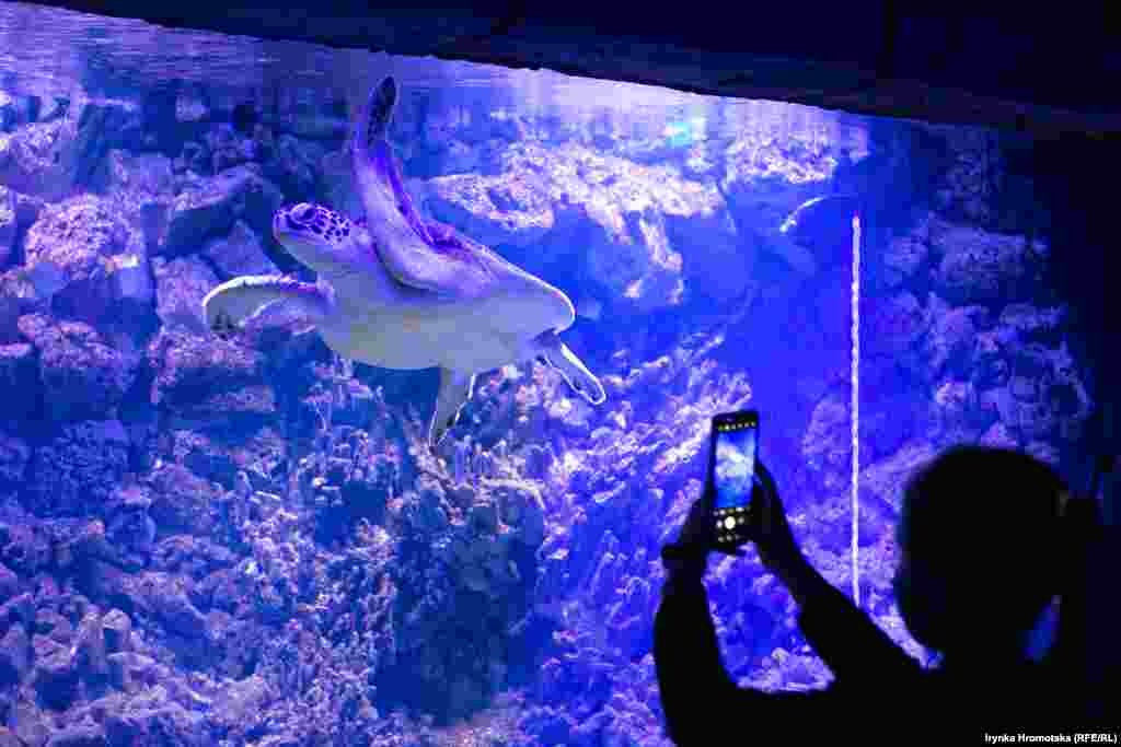 Посетительница фотографирует черепаху во львовском океанариуме&nbsp;