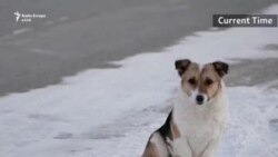 Haçiko i Rusisë e gjen shtëpinë