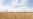 Tatarstan Announces Dramatic Drop In Grain Harvest