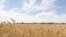Russia -- A wheat field, undated