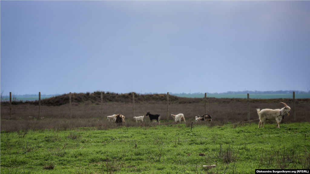 Поруч з озером розташована ферма&nbsp;&ndash; там пасуться корови й кози