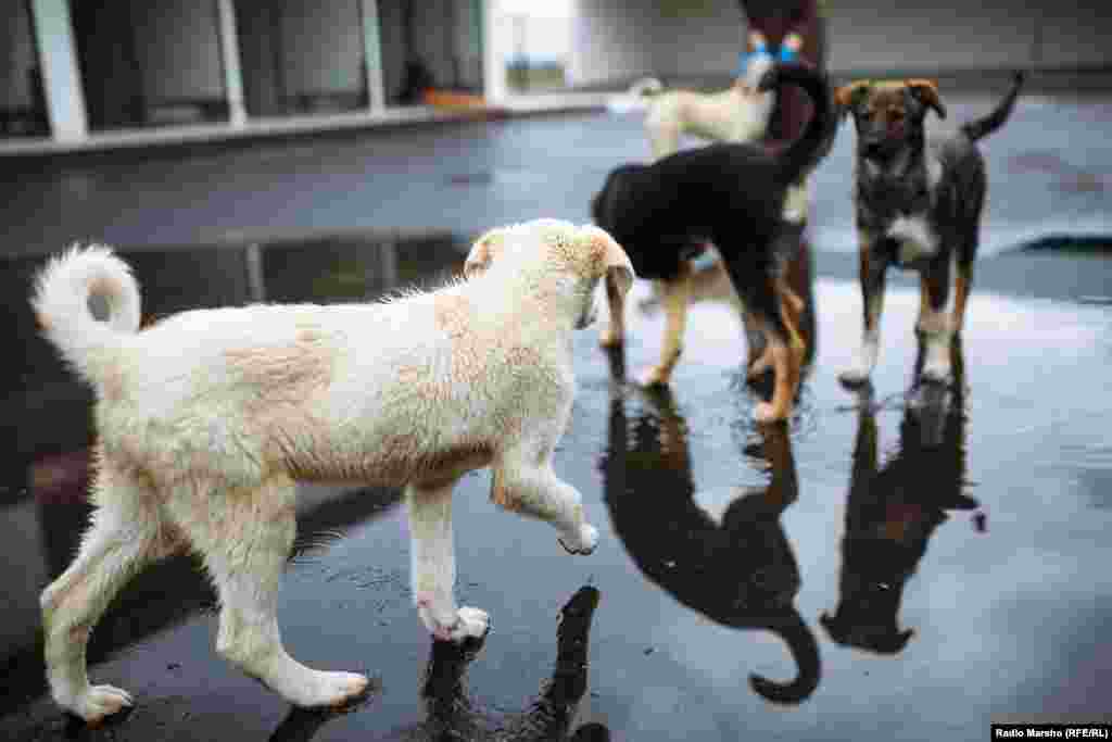 Порой собак из Чечни забирают жители других регионов.