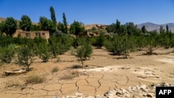 سېلونو لاندې کړی باغ او پټی 