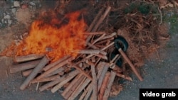 Токойчулар курт жеген карагайды ошол аймактан чыгарбай өрттөшөт