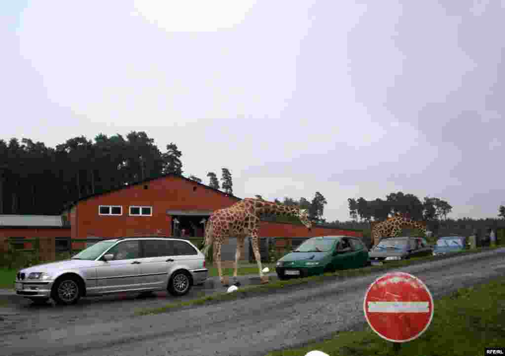 Almaniyanın Serengeti Parkı - parkın sahəsi-200 hektar ekzotik heyvanların sayı-1500 parkda səfər etmək ücün (safari) avtomobil yolunun uzunluğu-10 km