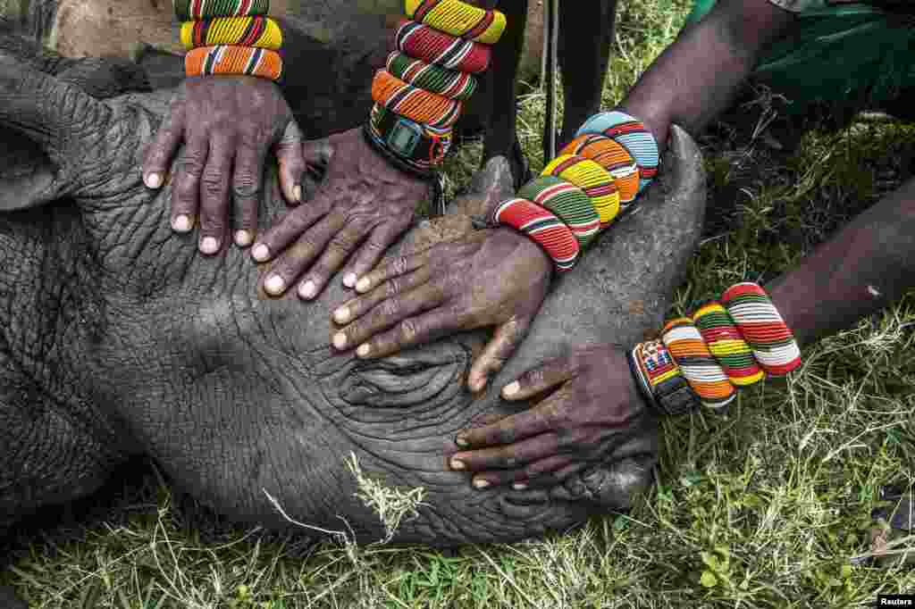 Ami Vitale, a U.S. photographer working for the National Geographic, won Second Prize in the Nature Category, Singles, with this picture of a group of young Samburu warriors encountering a rhino for the first time in their lives in Lewa Downs, Kenya.