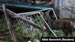 Внаслідок пожежі сім котів загинуло, інших вдалось врятувати (фото ілюстративне)