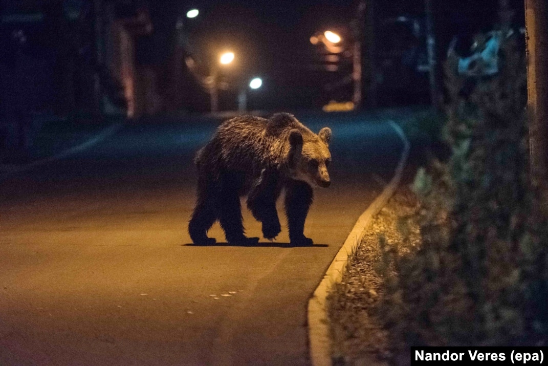 Census Could Be Blessing Or Bane For Romania's Bears