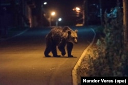 Un urs brun sălbatic traversează un drum în Bailey Tusnade în căutare de hrană.  Micul oraș Transilvania, situat între munții Harghita și Pudok, este renumit pentru raidurile sale la urși.