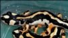 خطر انقراض نسل یک گونه نایاب از سمندرهای ایرانی