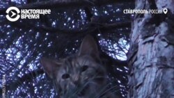 Неизвестный герой спас кошку в Ставрополе после отказа МЧС