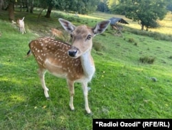 Плямісты алень