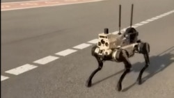 Ermənistan ordusunda robot itlər: Azərbaycan bu yarışa hazırdır?