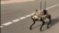 Ermənistan ordusunda robot itlər: Azərbaycan bu yarışa hazırdır?