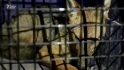 Рӯбоҳ дар қабои саг