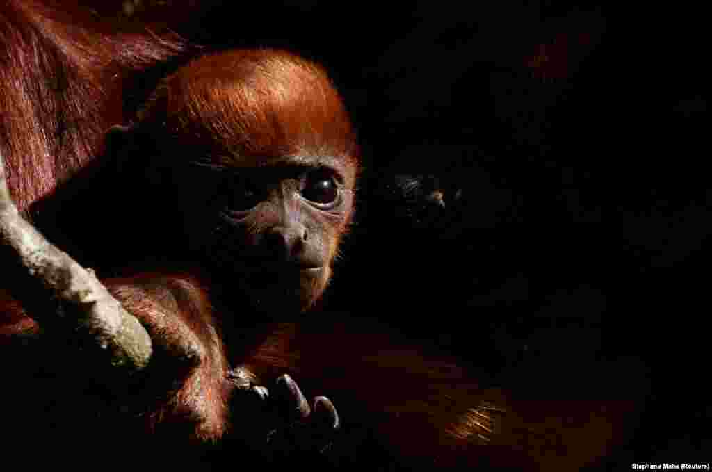 A baby red howler monkey is held by its mother in their enclosure at the zoological park "Planete Sauvage" in Port-Saint-Pere, France, March 29, 2021