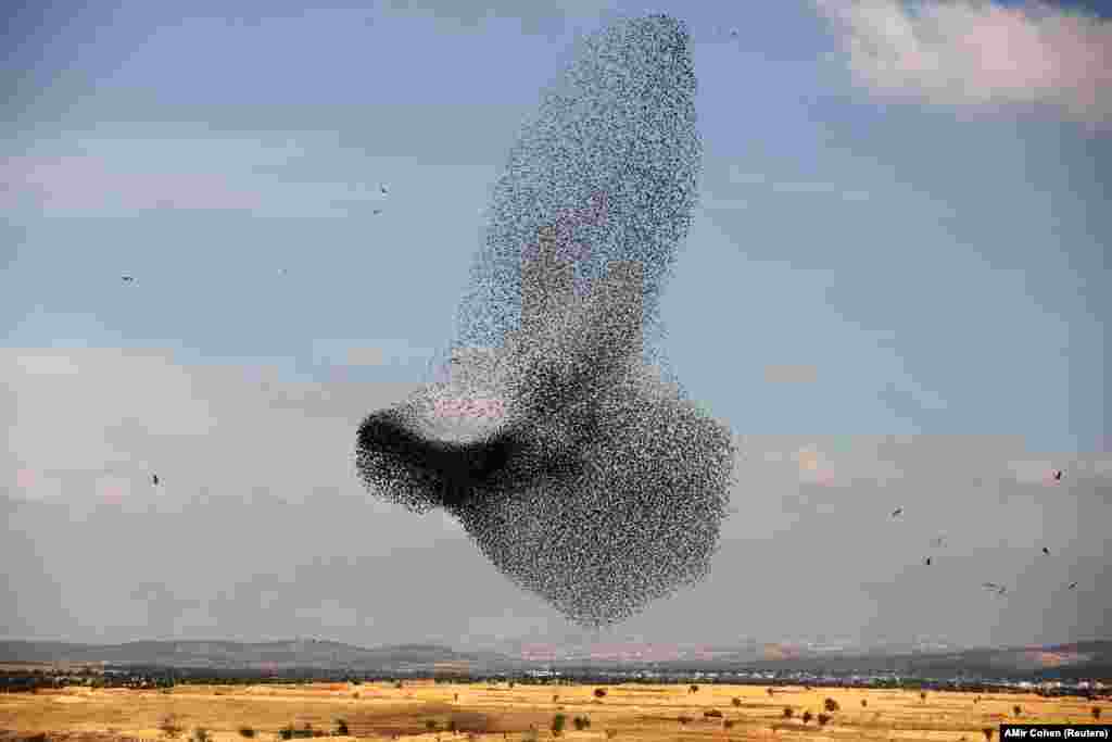 A murmuration of migrating starlings is seen in the sky near the village of Beit Kama in southern Israel. (Reuters/Amir Cohen)