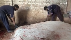 په پاکستان کې د څارویو د څرمنو کاروبار ولې خراب شوی؟ 