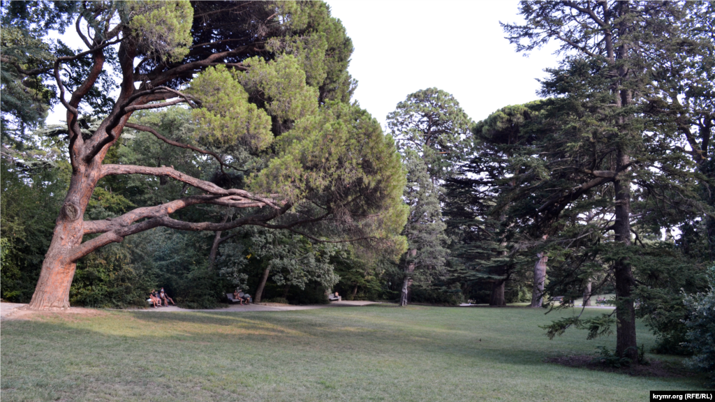 Алупкинский парк основан в первой половине XIX века под руководством немецкого садовника Карла Кебаха. Его отличительной особенностью являются просторные травяные поляны под тенью вековых ливанских кедров, платанов и сосен