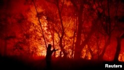 Австралиянын Жаңы Түштүк Уэльс штатындагы өрт, 3-декабрь 2019-жыл. 