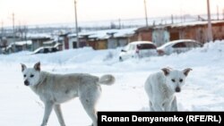Бродячие собаки в Воронеже (фото