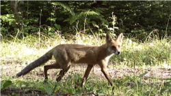 Forest Cameras Catch The Secret Lives Of Georgian Animals