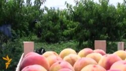 Agricultorul Alexei Ivanov, din Mălăiești, Orhei