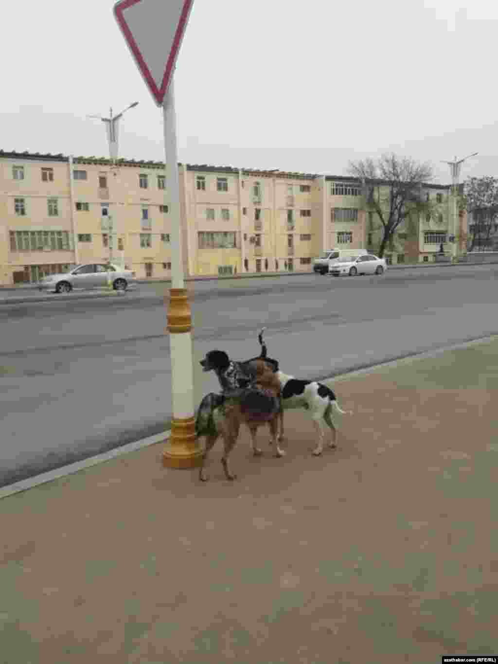 Aşgabatdaky eýesiz itler