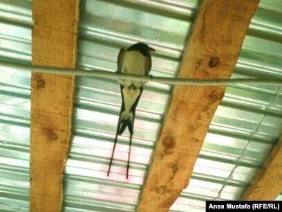 Порно комикс Лара Крофт Орыс балапанымен жыныстық қатынас