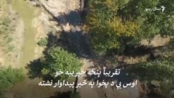 د غوزانو تر ټولو لوی ځنګل