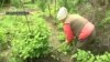 Працюємо на городі лише після перевірки саперів ‒ дачниця з Луганська (відео)