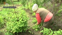 Працюємо на городі лише після перевірки саперів ‒ дачниця з Луганська (відео)