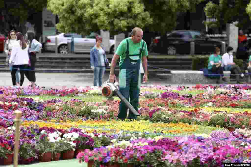 Gradsko zelenilo obavlja posljednje radove na cvjetnom tepihu koji zauzima 600 kvadratnih metara Trga nezavisnosti.