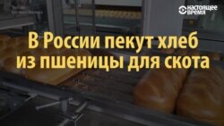 Кто виноват, что в России пекут хлеб из пшеницы для скота? (видео)