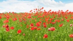 Красные маки - в память о погибших на полях войны