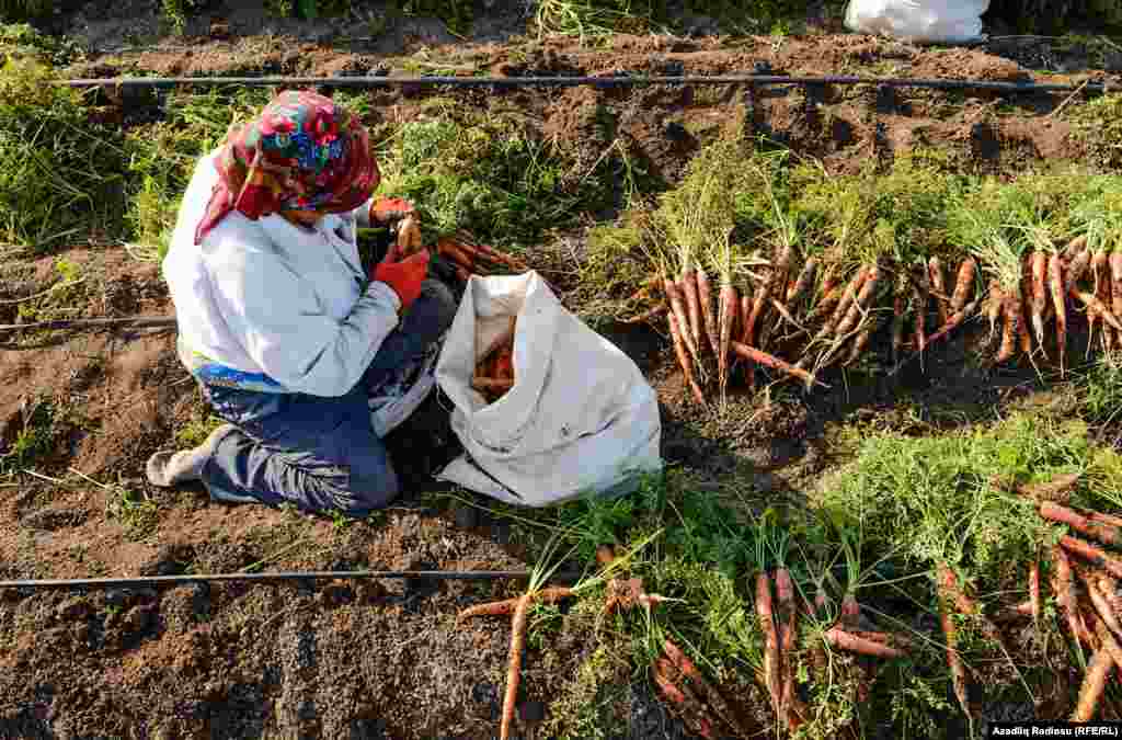 Yığılan məhsullar sahədən yığılıb anbara daşınır və orada ayırtlanıb çeşidlənir.