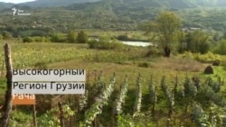 Виноград под надзором полиции. Как собирают урожай в Грузии (видео)