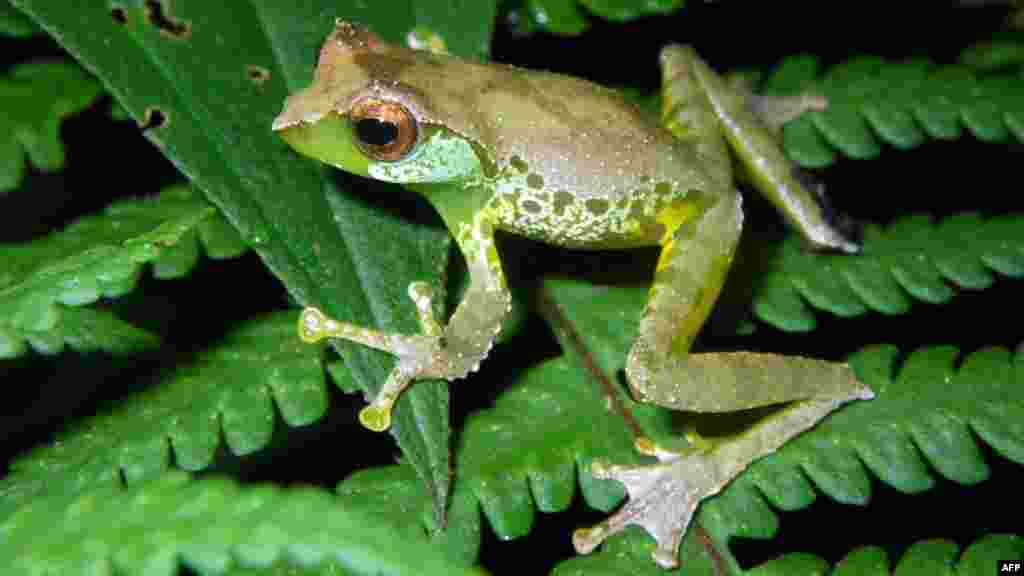 A sweet-singing frog (Gracixalus Quangi), which uses unique calls to attract females, was one of the new species discovered in the high-altitude forests of northern Vietnam in 2011. A new report from the WWF details other discoveries made last year -- 126 new species in the Greater Mekong area, from a devilish-looking bat to a walking catfish. (AFP/WWF/Jodi J.L. Rowley/Australian Museum)